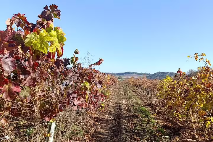 Expansive Ribera del Duero vineyard with vibrant autumn foliage on a sunny day, perfect for a guided tour.