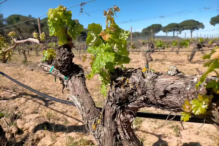 Close-up of grapevines at a Ribera del Duero winery, showcasing lush green leaves against a clear blue sky.