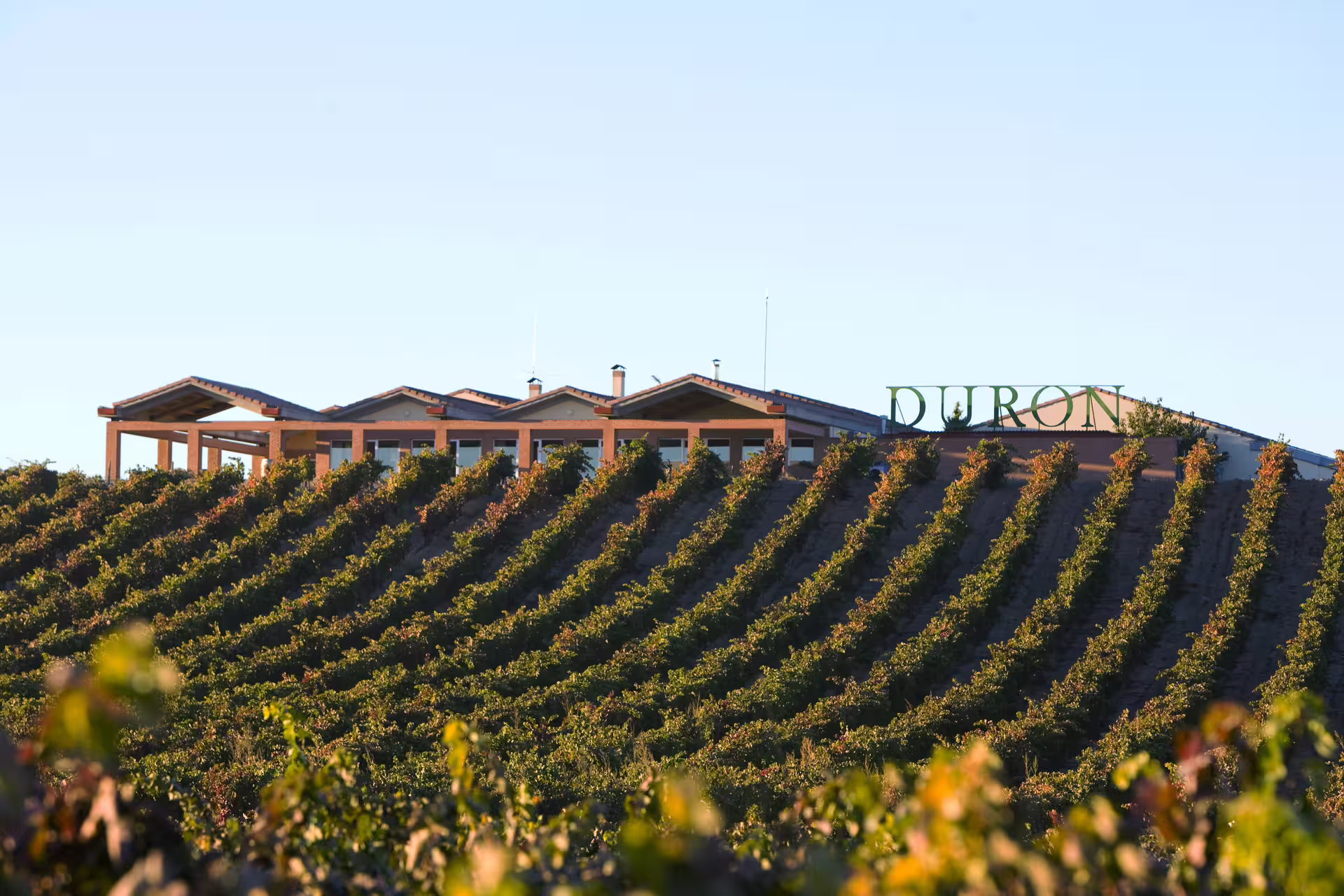Scenic view of a Ribera del Duero winery surrounded by lush vineyards, ideal for a wine tour and tasting adventure.