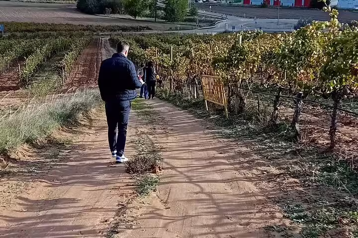 Visitors stroll through lush vineyards during the Ribera del Duero wine tour from Madrid.