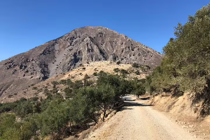 Scenic dirt road lined with olive trees leading to a rugged mountain in the historical Azoria area on Crete's North Coast.