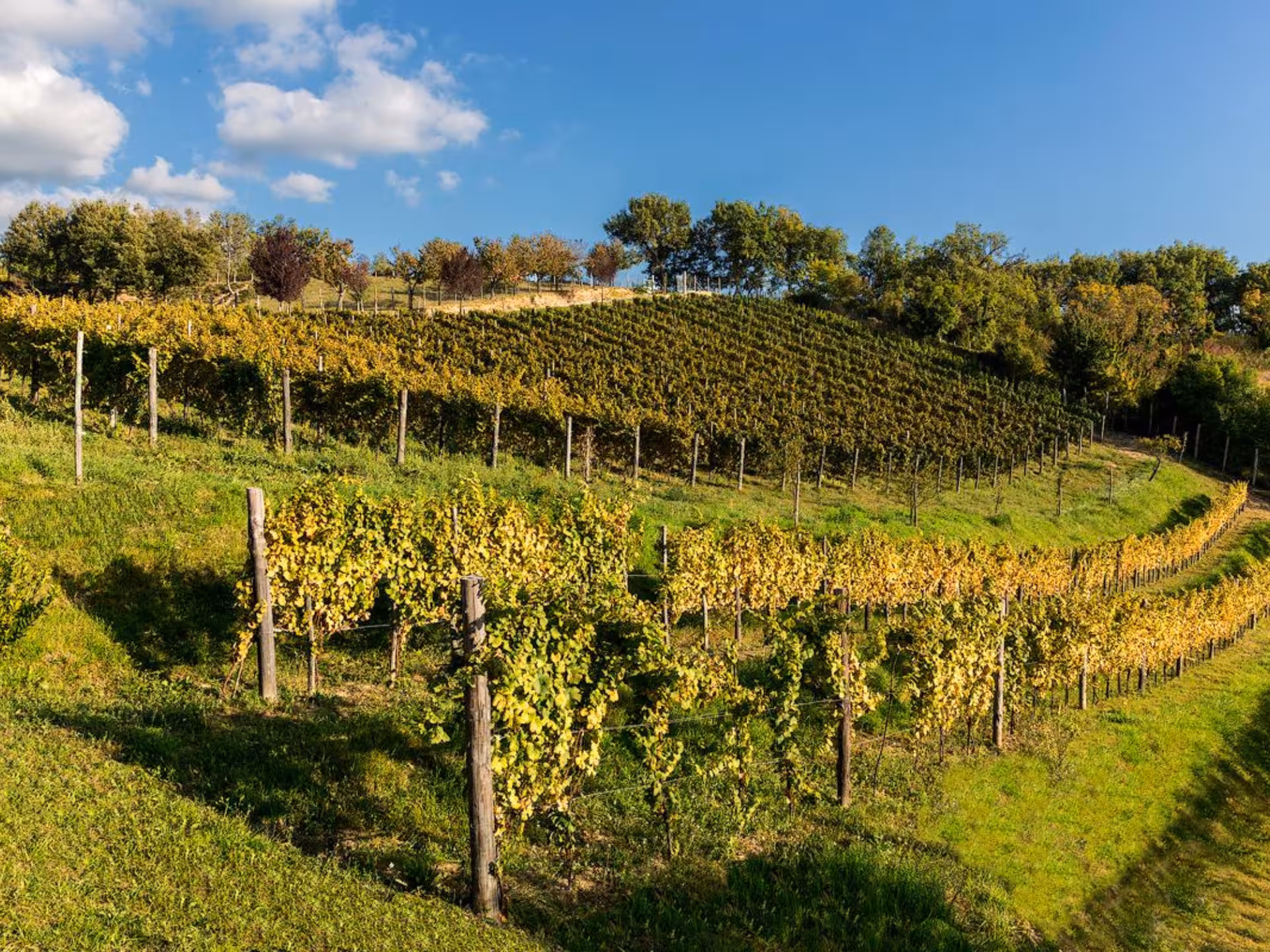 Vibrant vineyard landscape in Rieti countryside under a clear blue sky, perfect for wine tasting and tours.