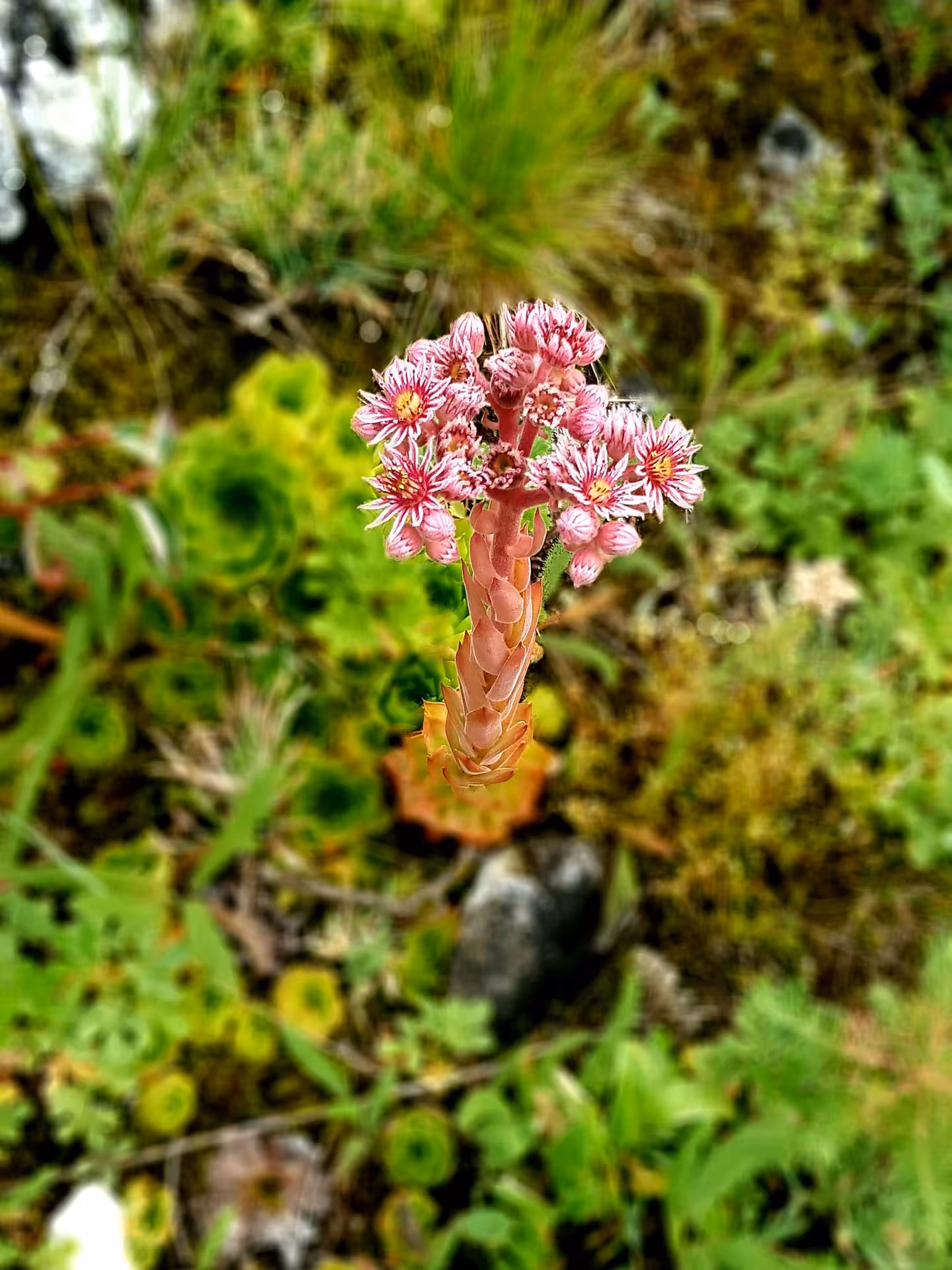 Pink sempervivum flowering succulent blooming among moss and alpine plants in Rimetea village surroundings
