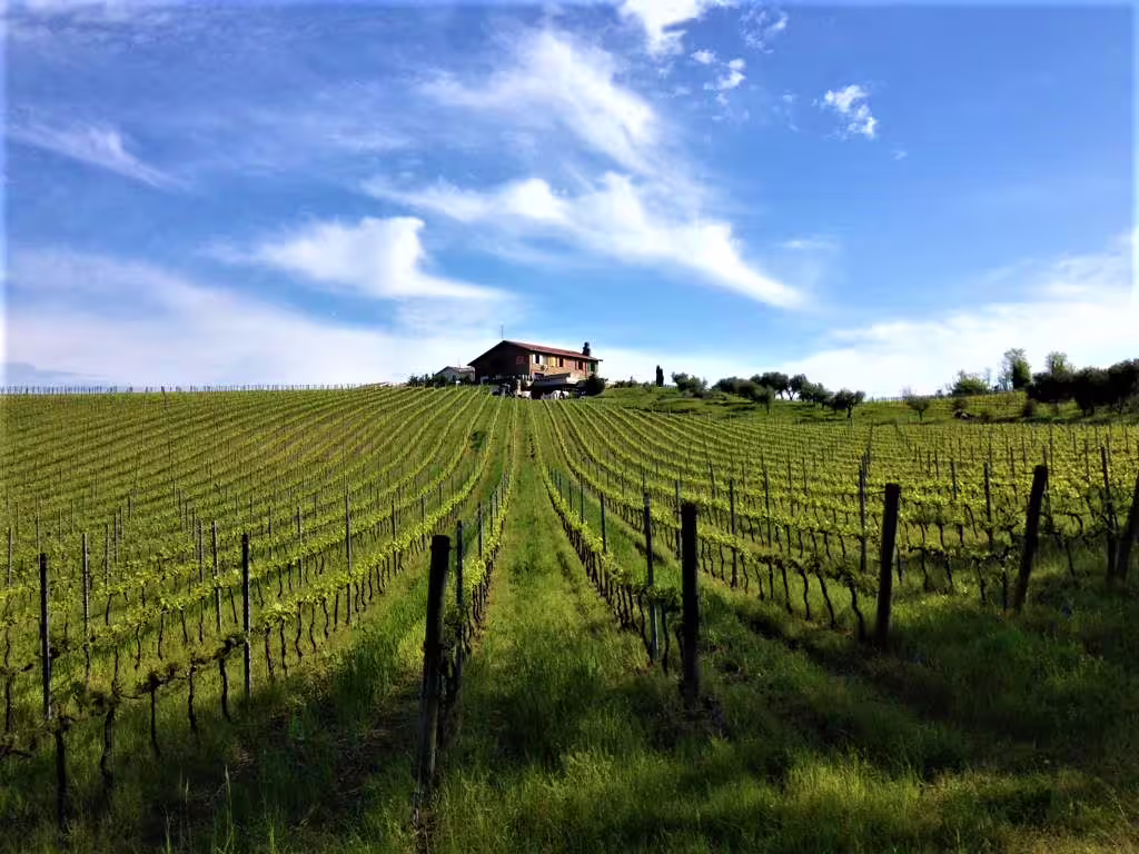 Rolling vineyard rows near Rimini at San Valentino DOC estate, scenic countryside view for wine tasting tour