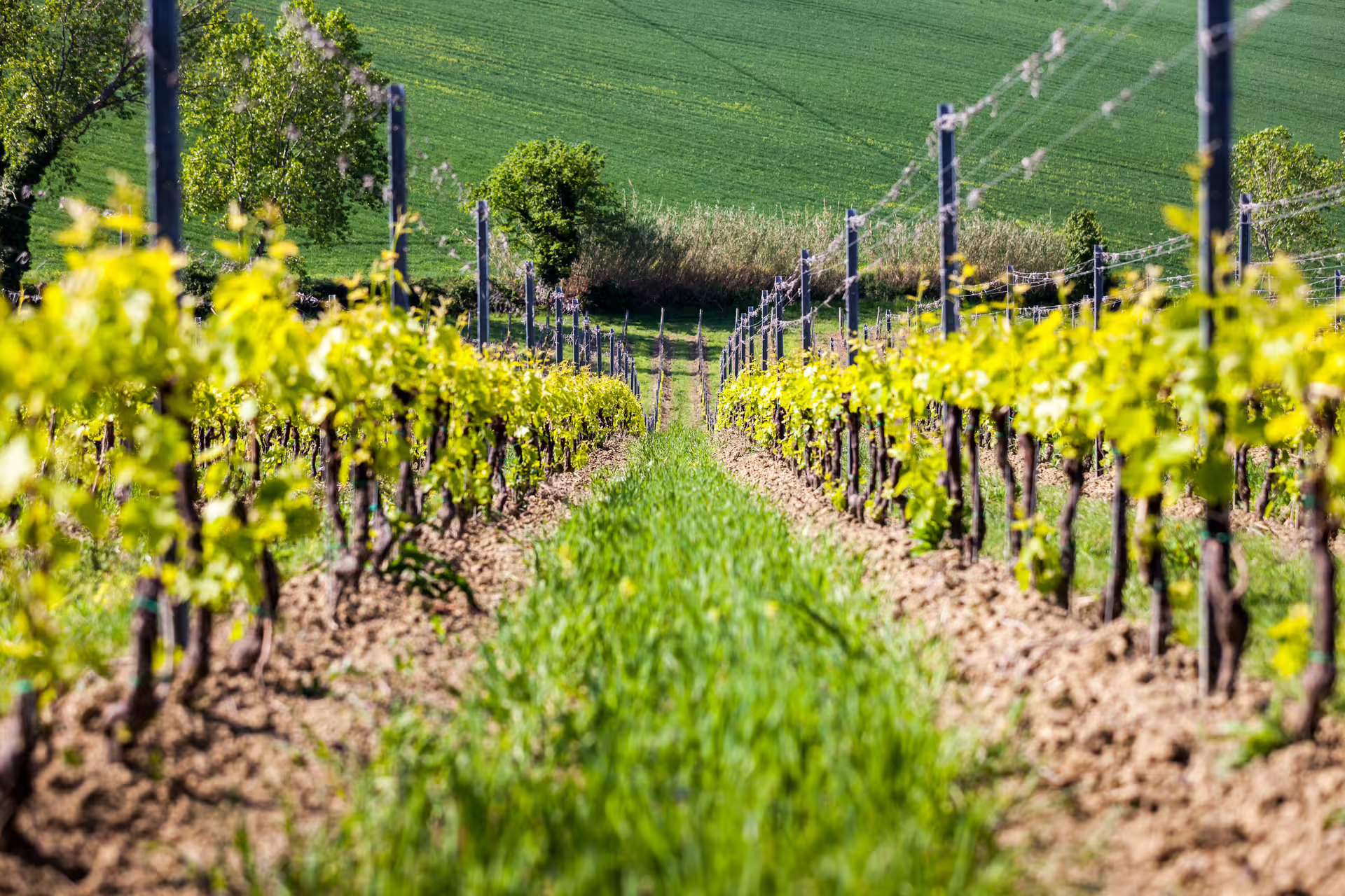 Lush green vineyard rows in Rimini, ideal setting for San Valentino DOC wine tastings.