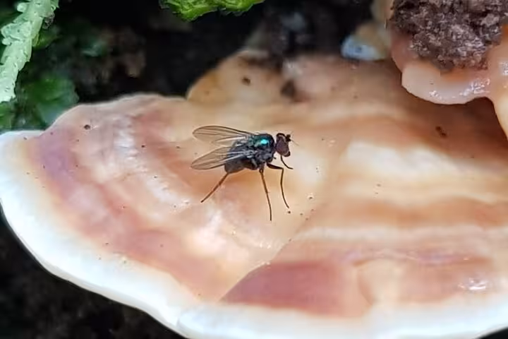Close-up of a metallic green fly resting on a mushroom, showcasing the diverse wildlife of Rio Celeste trails.