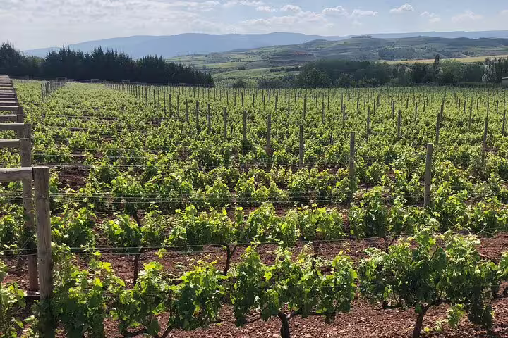 Expansive vineyard landscape in Rioja, showcasing lush grapevines under a clear sky, perfect for wine tours.