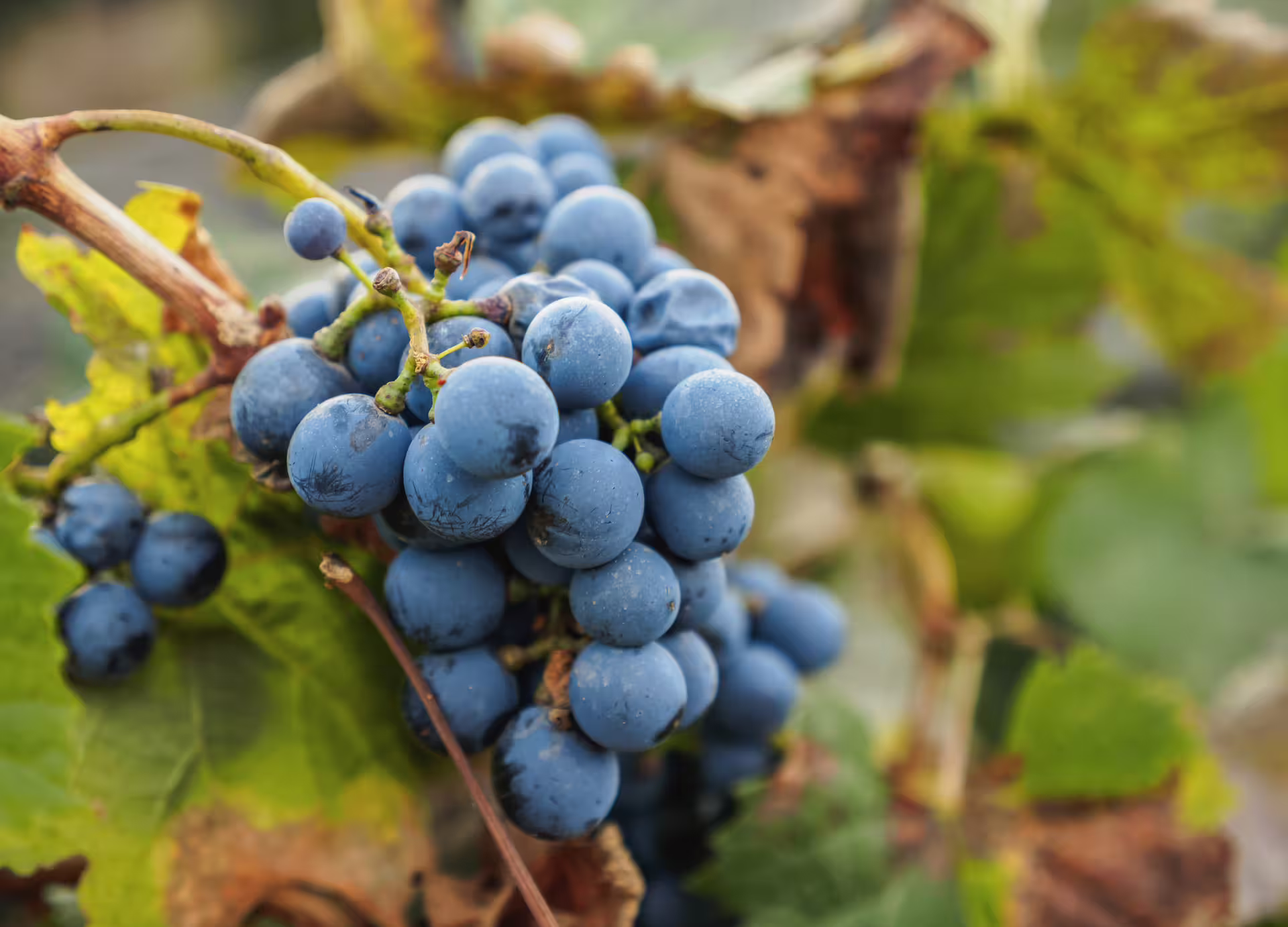 Close-up of ripe blue wine grapes on the vine in autumn, perfect for a vineyard harvest wine tour and tasting