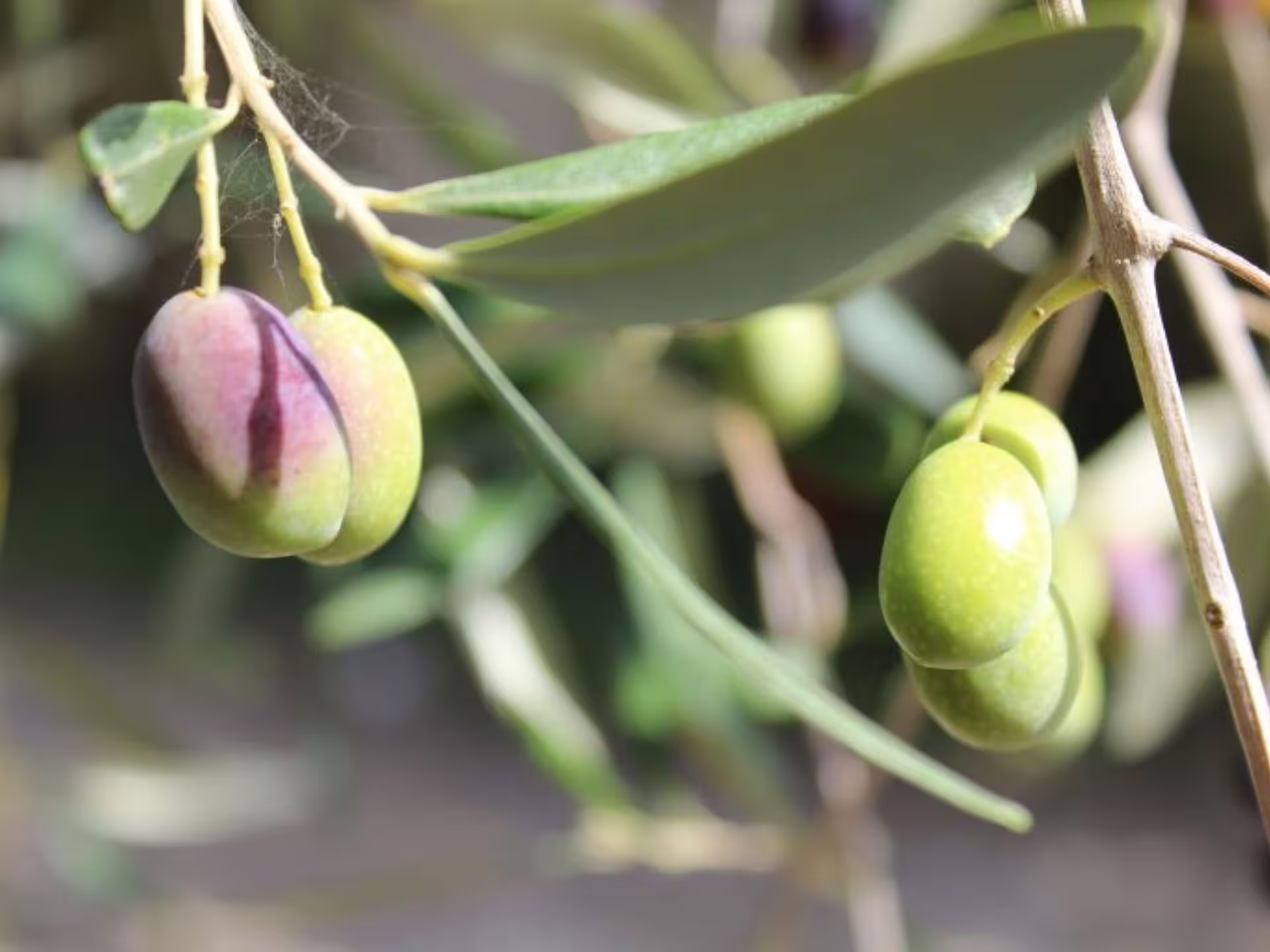 Close-up of ripe olives on a branch, highlighting the fresh produce used in oil tastings near Pisa.