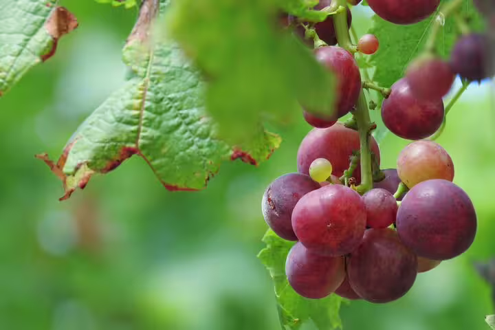 Close-up of ripe red grapes on the vine, highlighting the fresh produce in wine tasting adventures.