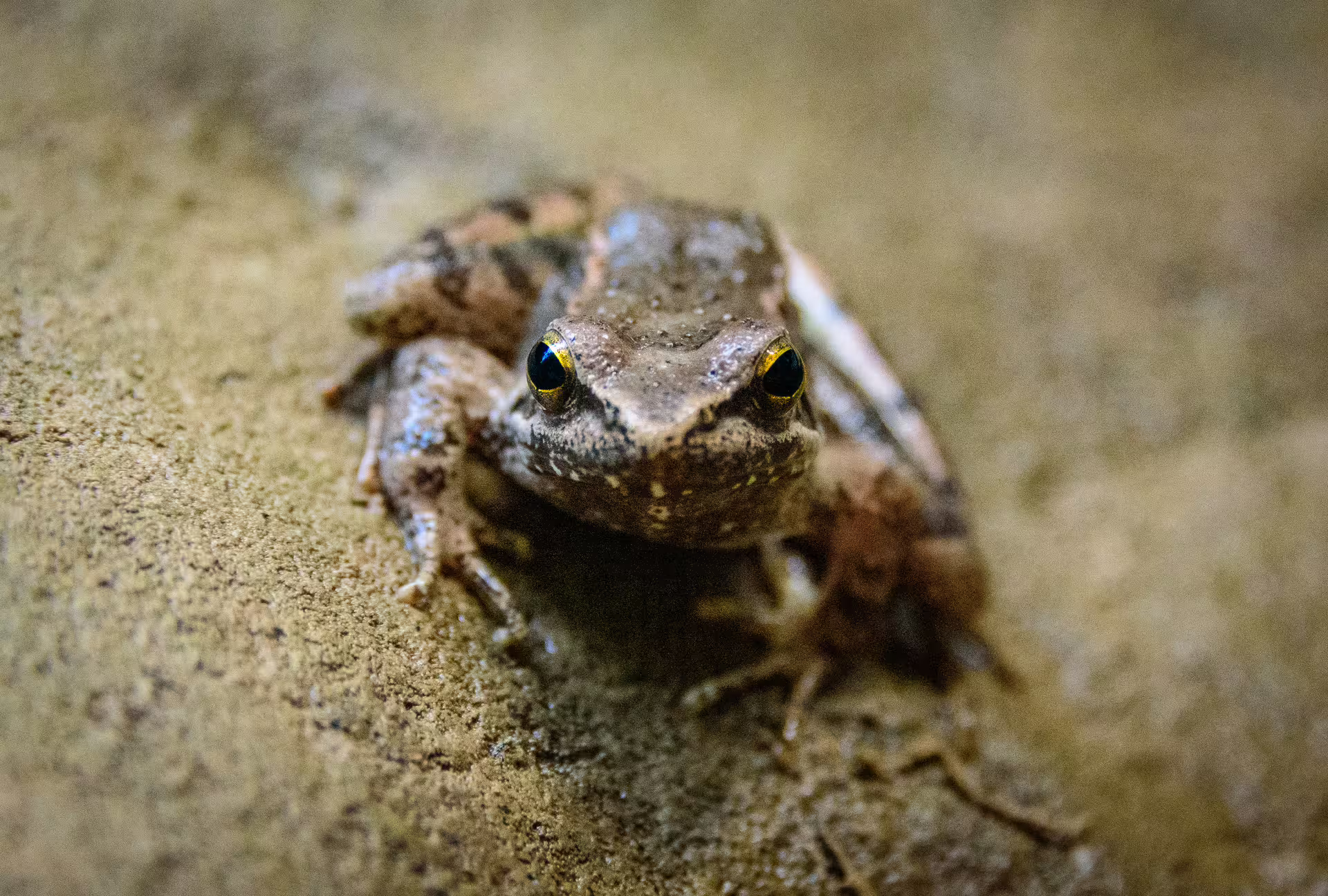 Close-up of a small frog on wet rock during River Trekking Neda, showcasing wildlife in the Neda River gorge