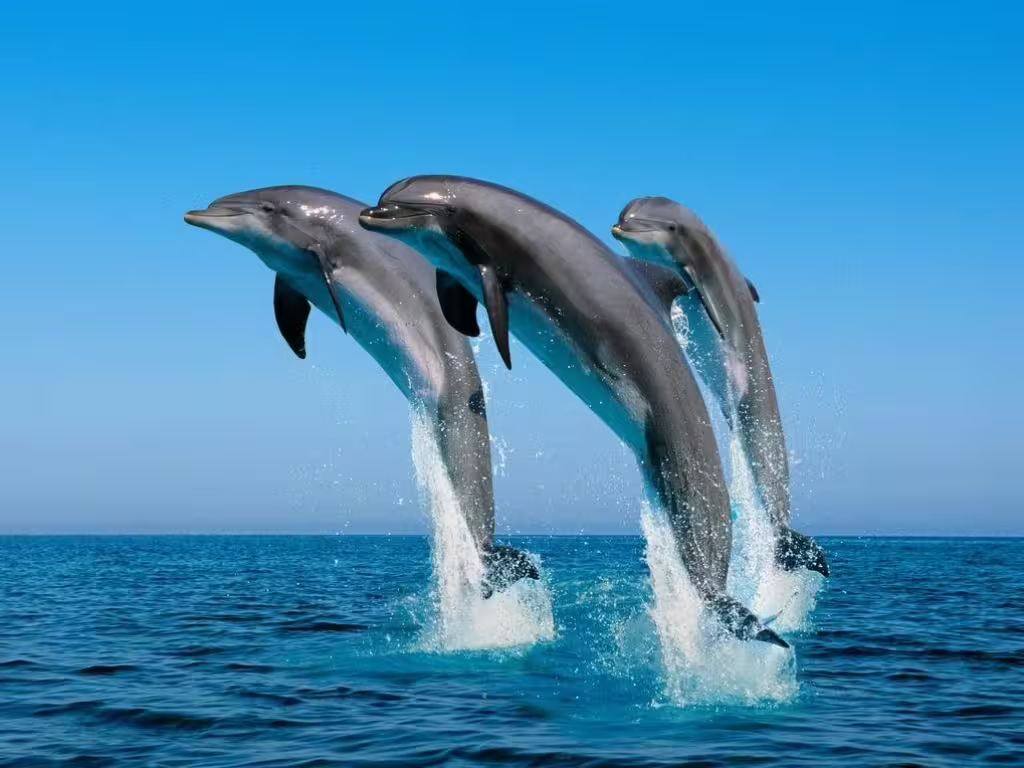 Dolphins leaping beside the boat on a Riviera Romagnola half-day tour, Adriatic Sea wildlife spotting