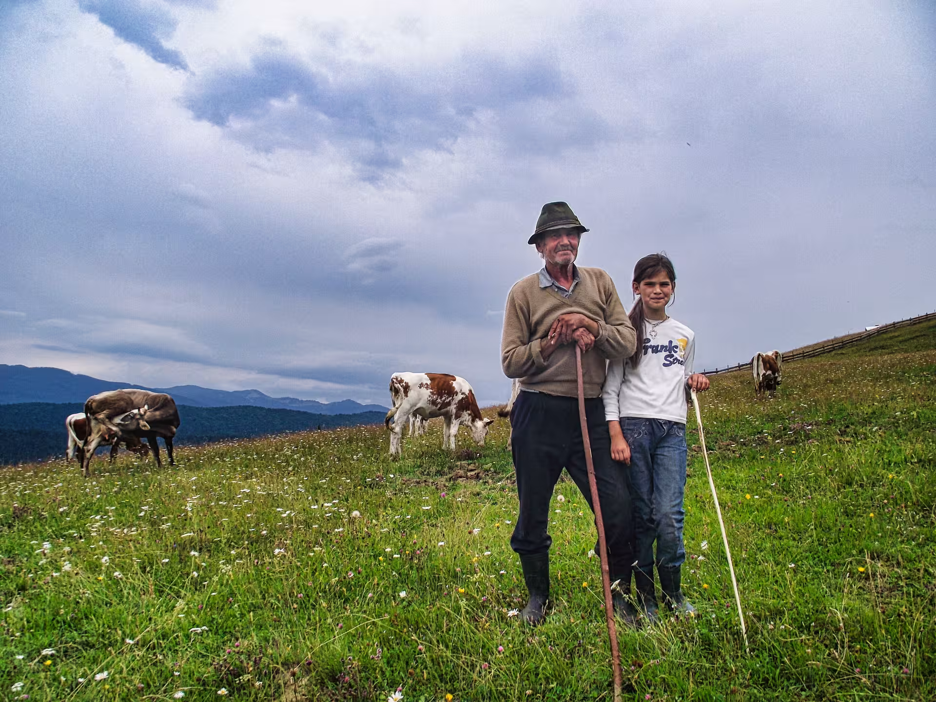 Traditional Romanian shepherd and child with cattle on a lush Bucovina hillside during a 2-day cultural tour