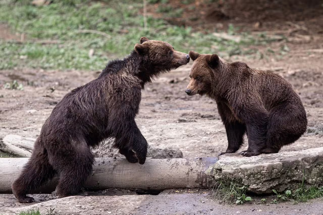 Romanian Wildlife