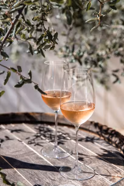 Two glasses of rosé wine on a wooden barrel under olive tree branches in Provence vineyards