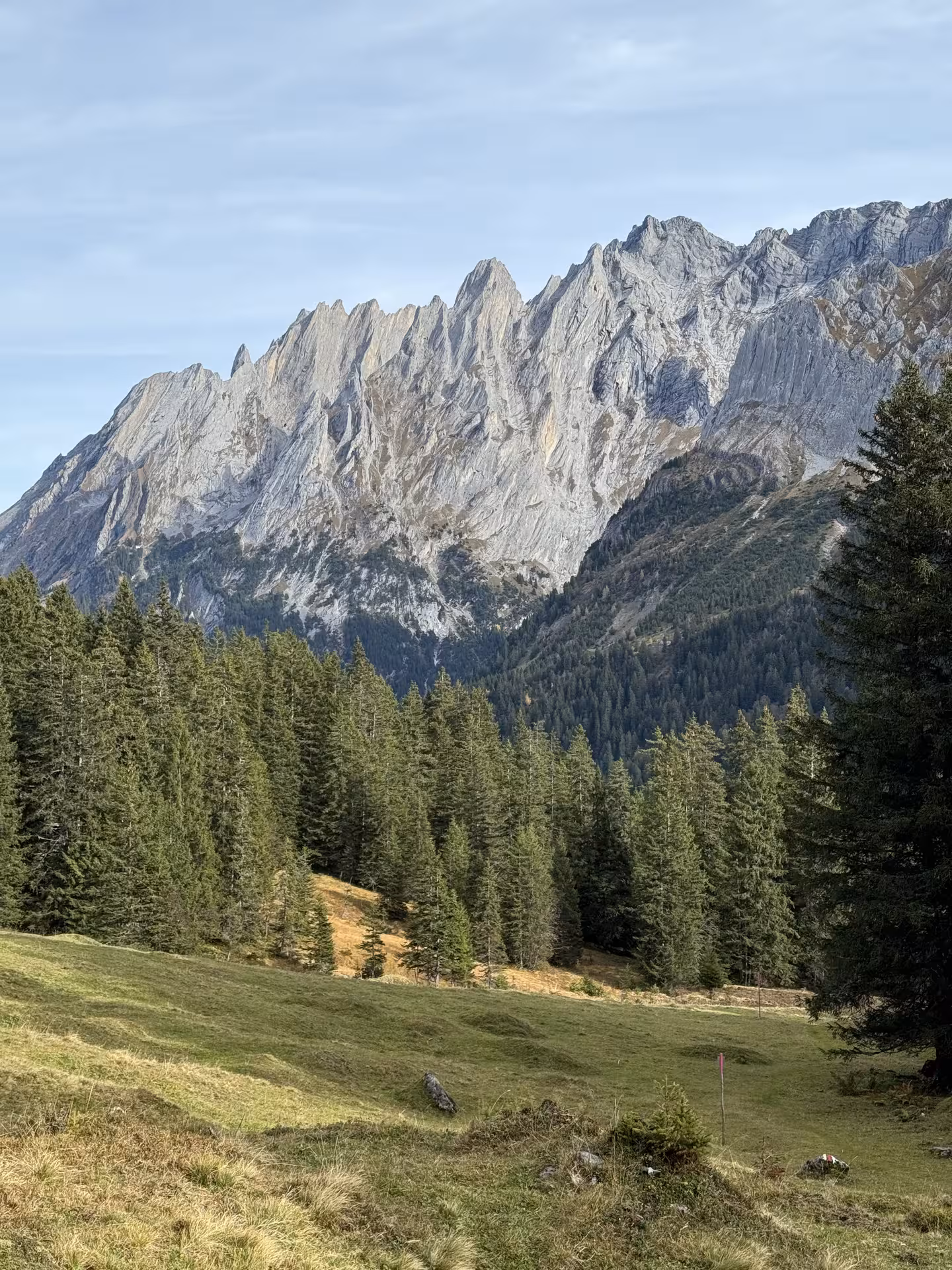 Jagged Bernese Alps above pine forests in Rosenlaui Valley, scenic viewpoint on a private e-bike tour in Switzerland