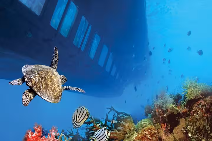 Sea turtle and tropical fish near coral reef beside Royal Seascope submarine on Sharm El-Sheikh cruise