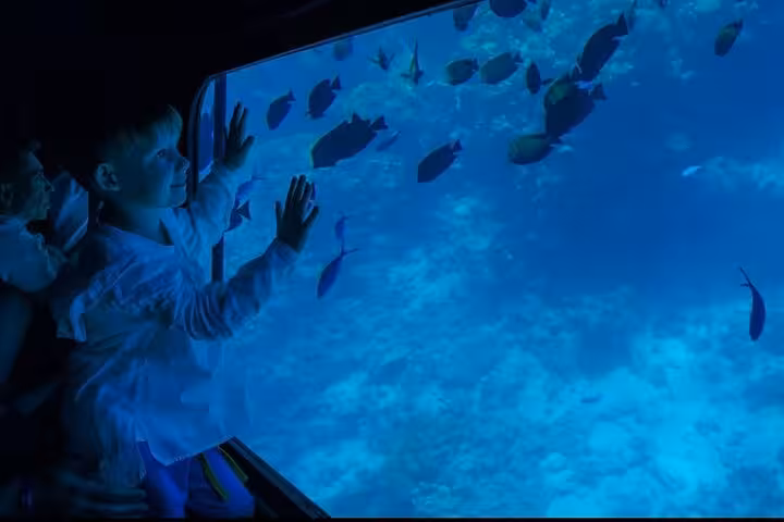 Child watching colorful Red Sea fish from Royal Seascope submarine viewing window on Makadi Bay snorkeling trip