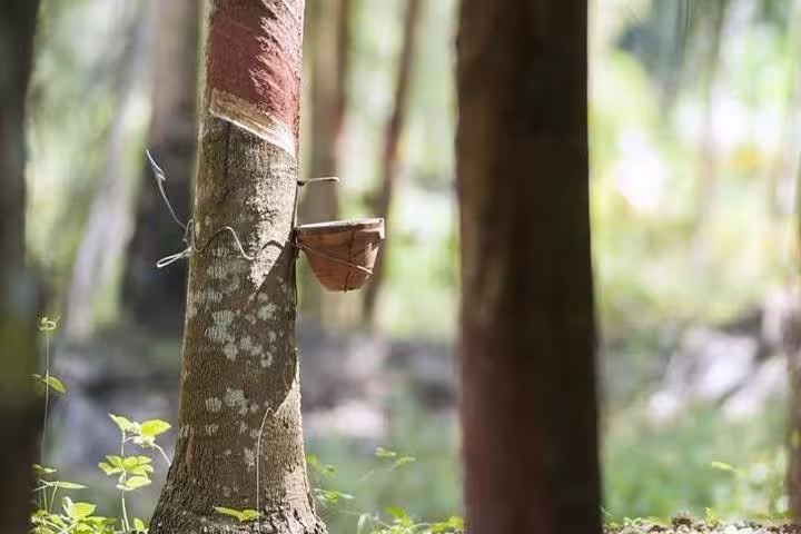 Rubber tree tapping with collection cup, a highlight of the Rubber Museum from Manaus tour in the Amazon