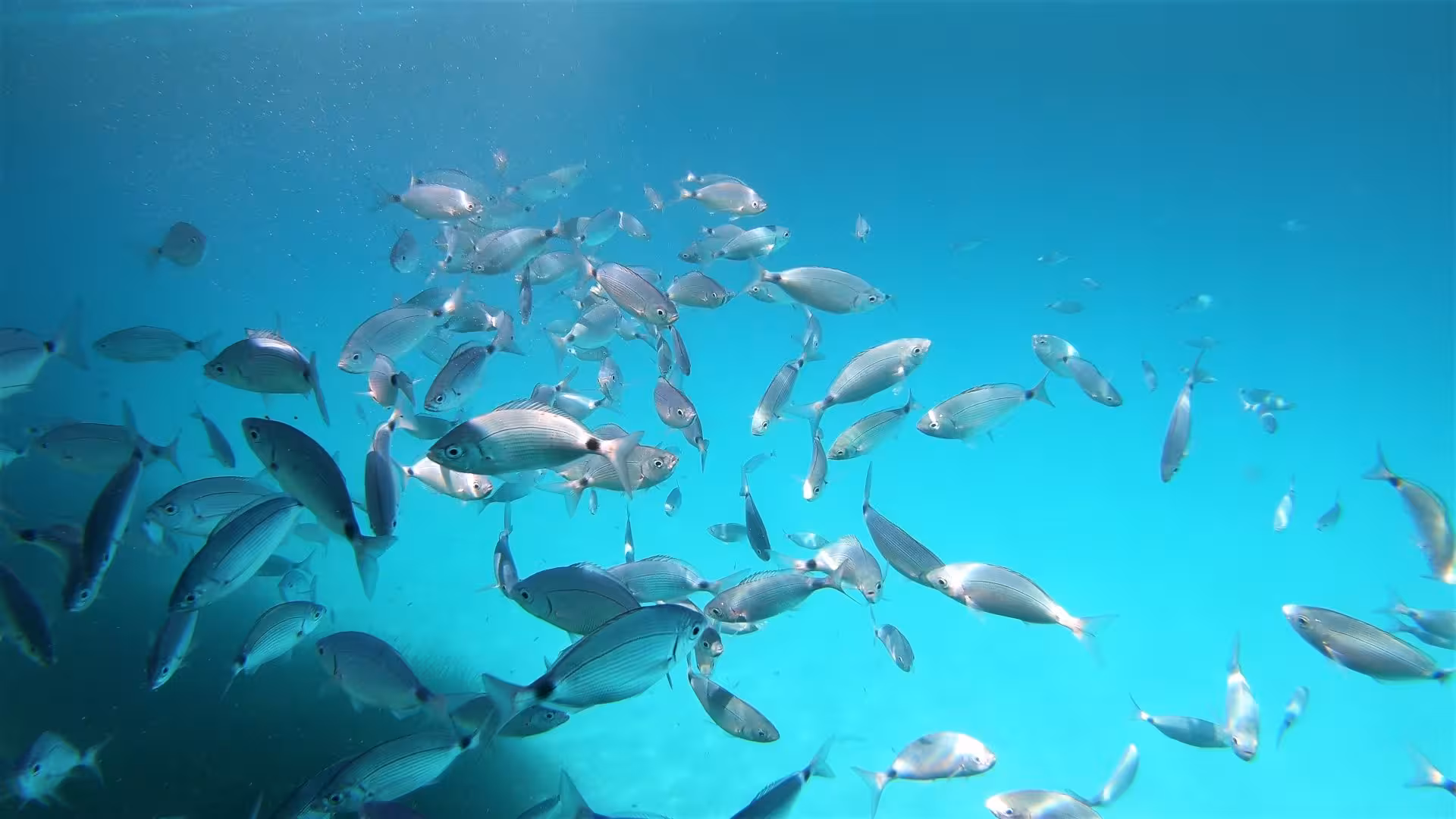 School of fish swimming in clear turquoise waters at Ruja Island, ideal for snorkeling and diving tours.