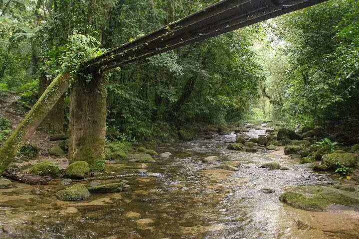 Rustic bridge over a clear stream in Bertioga's Coastal Trail, surrounded by dense, vibrant forest.
