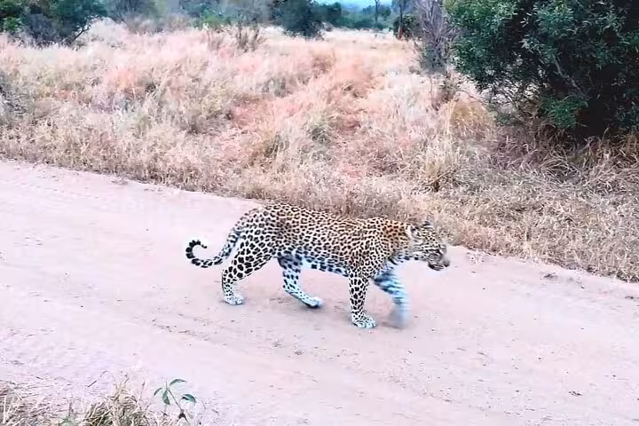A majestic leopard strolls along a dirt path in Sabi Sands, offering a rare and captivating sighting on the sunset safari.