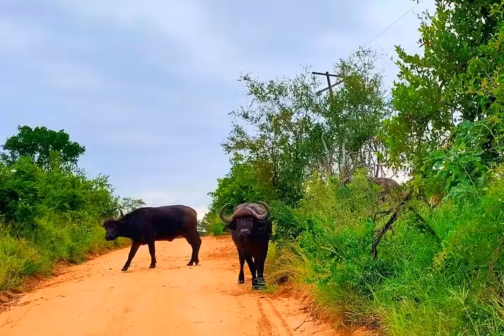 Two buffaloes stand on a dirt path surrounded by vibrant greenery in Sabi Sands, ideal for a sunset safari adventure.