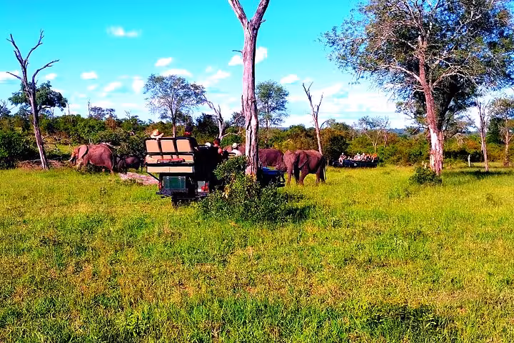 Tourists in a safari vehicle observe elephants grazing in the lush greenery of Sabi Sands during a sunset safari.