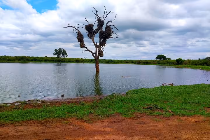 A serene view of a tree with nests surrounded by a tranquil lake, perfect for a Sabi Sands sunset safari experience.
