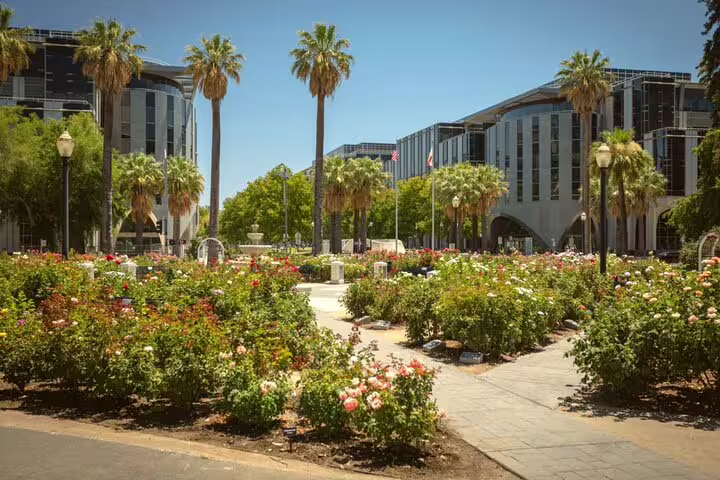 Rose garden with palm trees and modern buildings in downtown Sacramento on a sunny day