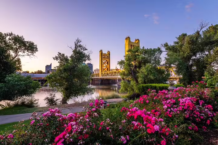 Sacramento Tower Bridge at sunset with vibrant pink roses in foreground and river view