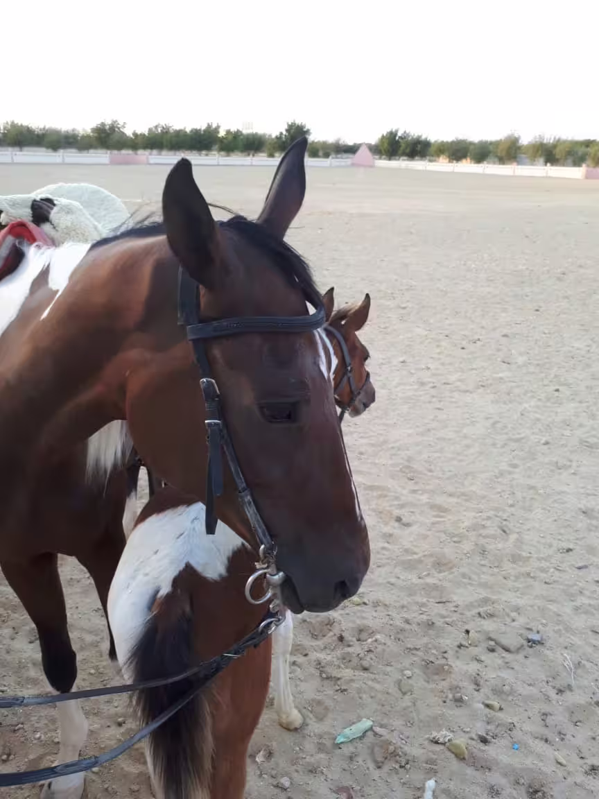 Close-up of saddled horse at Hurghada desert stable before a Red Sea beach and desert horse riding tour