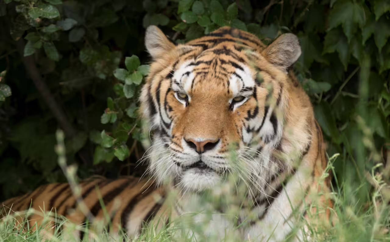Close-up tiger resting in greenery at Safari Ravenna park, Italy, included with Safari Ravenna entrance ticket