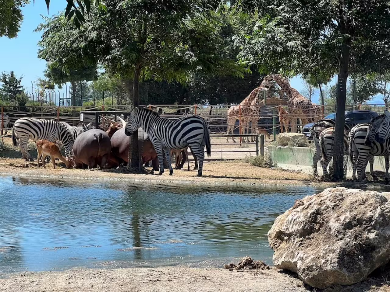 Zebras and giraffes by a lagoon at Safari Ravenna, Italy, with entrance ticket for a family wildlife day