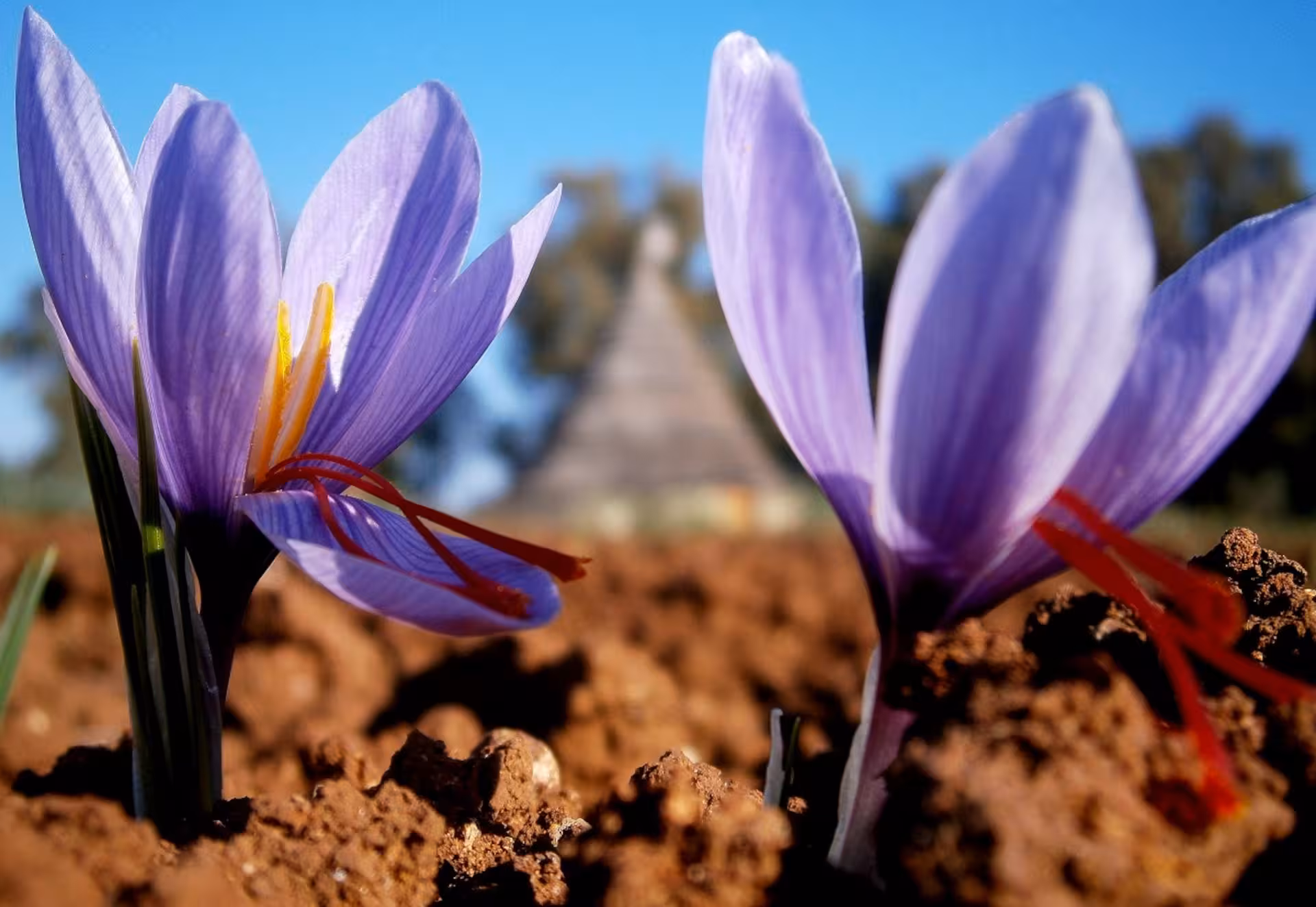 Blooming saffron flowers in rich soil, set against a traditional hut in Alghero's picturesque fields.