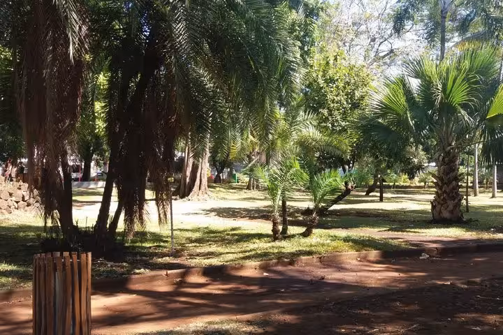 Shaded park pathway with palm trees and green grass in Saint-Denis, Réunion