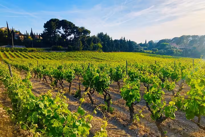 Lush green vineyard rows with trees and villas near Saint-Tropez on a sunny day