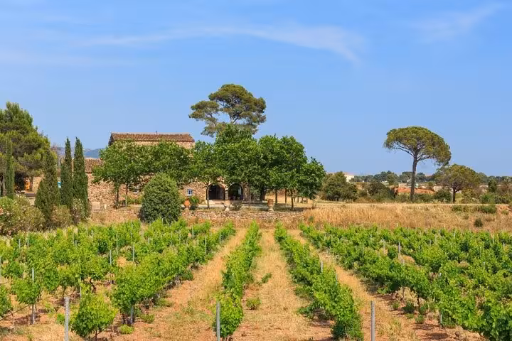 Vineyard rows leading to a stone farmhouse with umbrella pines near Saint-Tropez, South of France