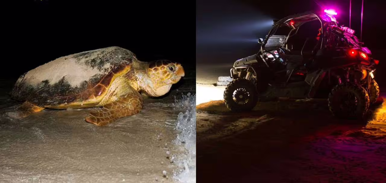 Experience a thrilling 4-hour buggy adventure and night turtle watching on Sal Island's sandy shores.