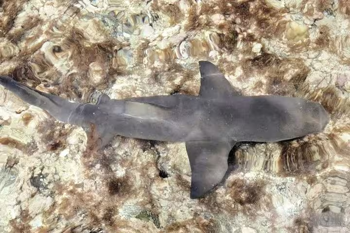 Aerial view of a shark gliding over the seabed, showcasing Sal Island's vibrant marine life in Cape Verde.