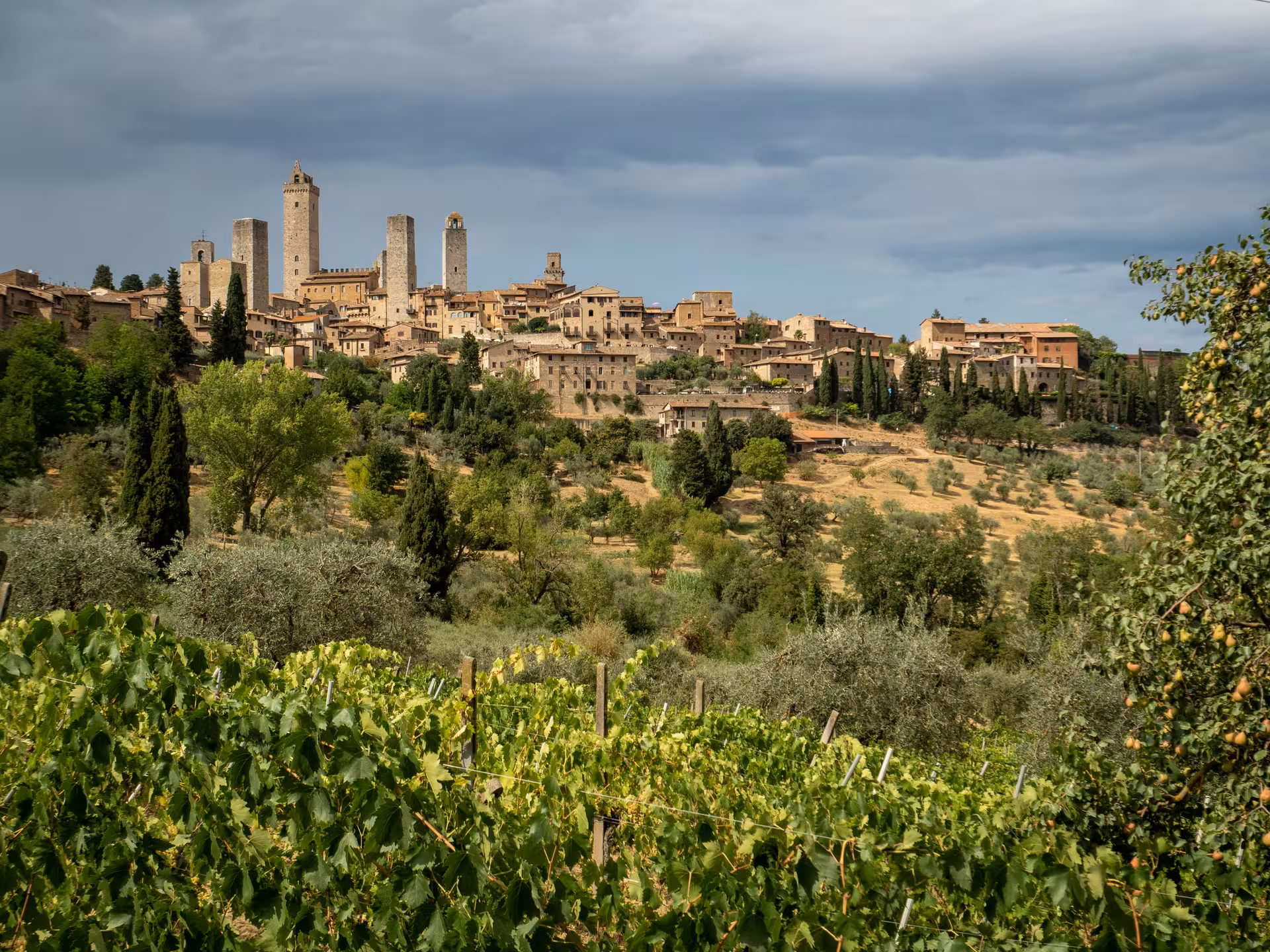 Scenic view of San Gimignano's medieval towers rising above lush vineyards in Tuscany, perfect for a wine tour from Florence.