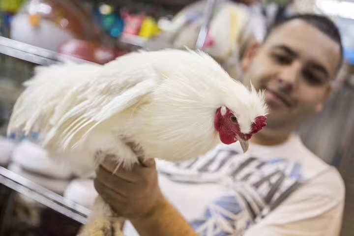 Man holding a white rooster in a bustling San Jose market, part of the Bites and Sights Walking Food Tour.
