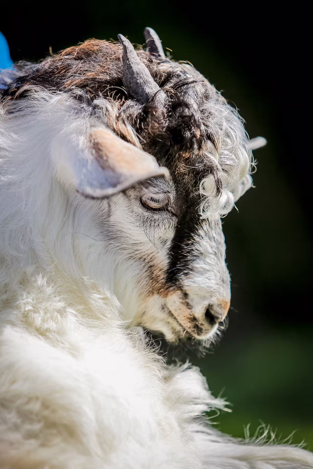 Close-up of a cashmere goat at San Leo farm experience, meeting animals and learning sustainable wool.
