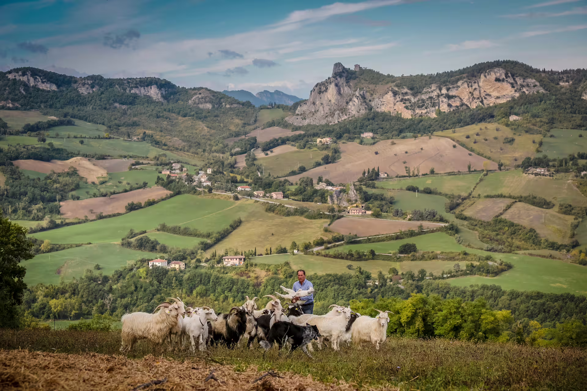 Goat herder with cashmere goats on San Leo hills, Emilia-Romagna farm experience tour with valley views