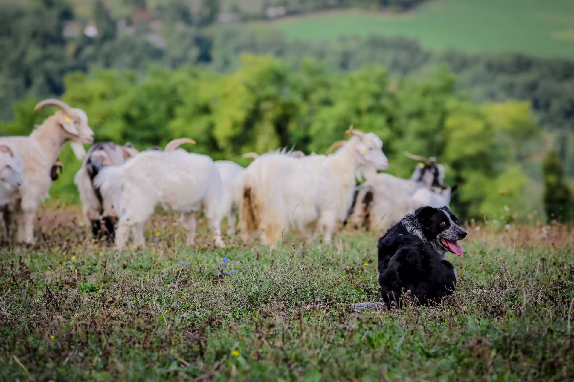 Goats grazing on San Leo cashmere farm with herding dog, authentic Italy farm experience and wool tour