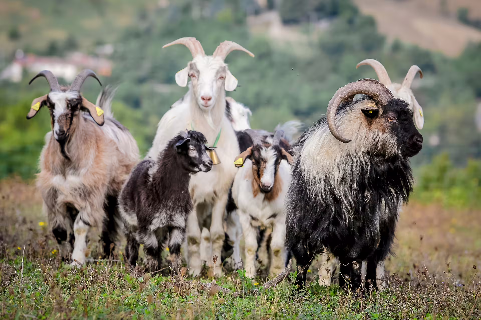 Close-up of horned goats on pasture during San Leo Cashmere grazing with the shepherd experience