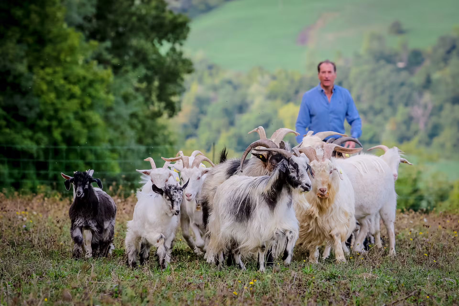 Shepherd leads cashmere goats across San Leo pasture on the Grazing with the Shepherd farm experience