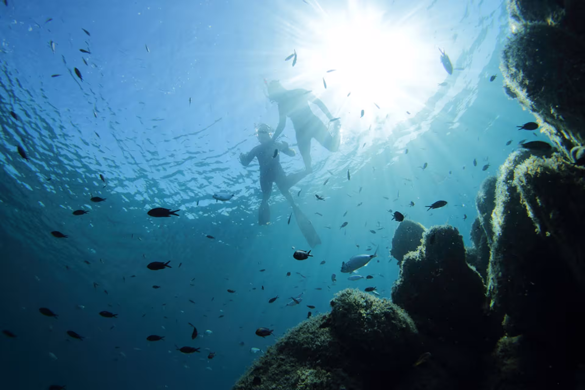 Snorkelers float above vibrant fish in sunlit waters near Tavolara, ideal for diving enthusiasts visiting San Teodoro.