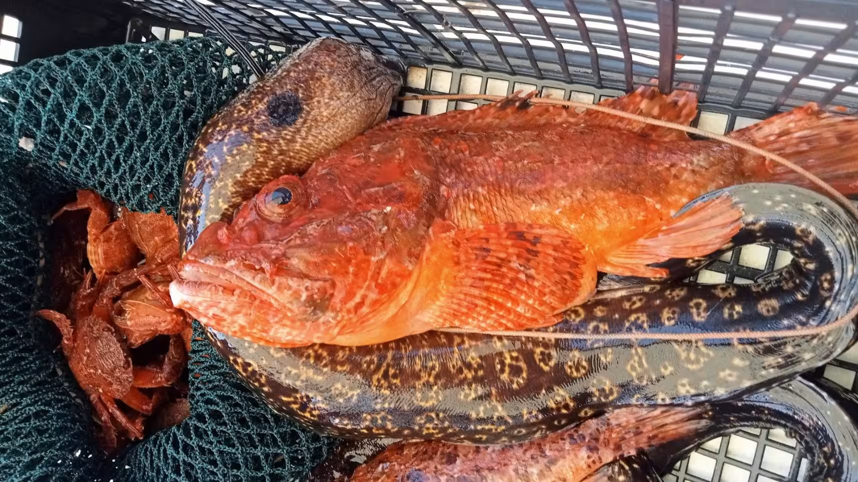 Freshly caught fish and crabs in a net basket during San Teodoro fishing tour to Tavolara, highlighting marine life.