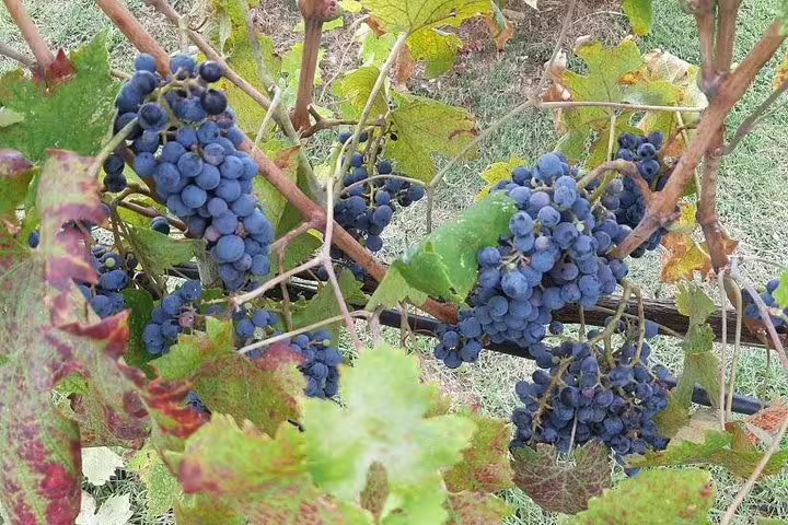 Ripe Sangiovese grapes hanging on Chianti vineyard vines, captured during a private Tuscany wine cellar tour and lunch